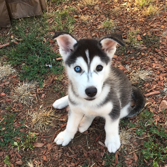 Meet your Posher, Bianca - Picture 1 of 1